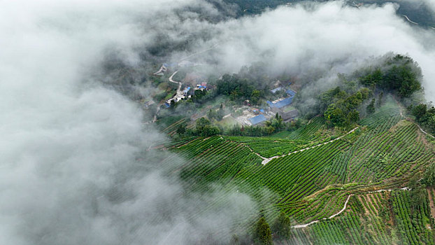 重庆酉阳,秋雾润茶园,来年茶更香