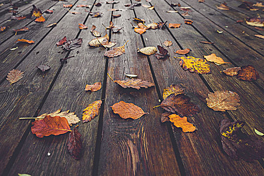 秋季,彩色,秋叶,秋色,秋天,湿,厚木板,自然