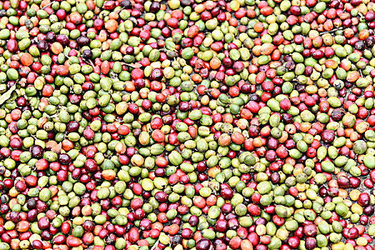 咖啡豆,印度南部,印度,亚洲