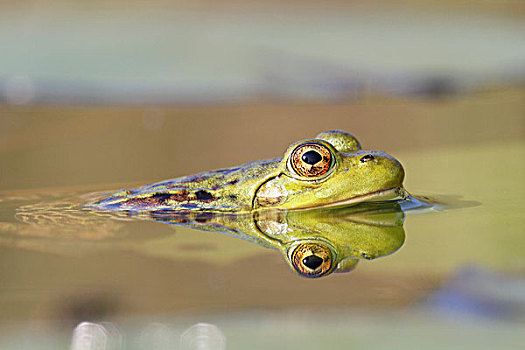 青蛙,新斯科舍省,加拿大