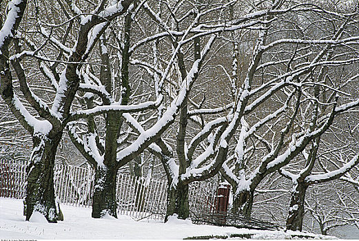 小树林,树,冬天,高,公园,多伦多,安大略省,加拿大