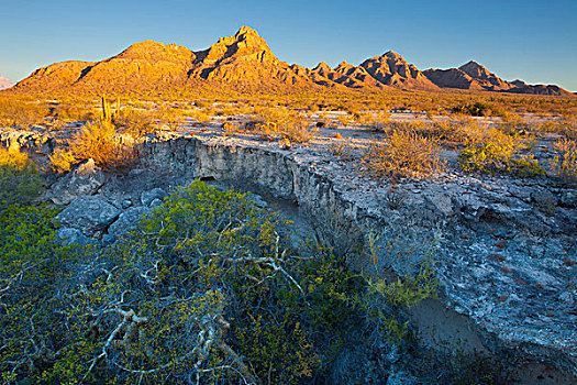 墨西哥,科特兹海,温暖,晨光,火山,卡门,大象,树,变色,前景