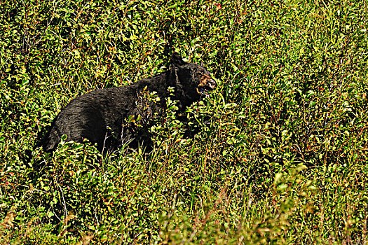黑熊,美洲黑熊,觅食,浆果,夏末,瓦特顿湖国家公园,艾伯塔省,加拿大