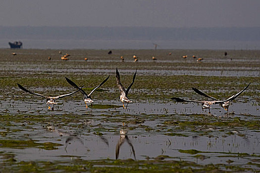 鸟,云雀类,岛屿,木豆,红点鲑,孟加拉,一月,2008年
