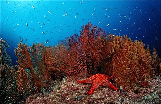 海星,珊瑚,礁石,科特兹海,墨西哥,水下