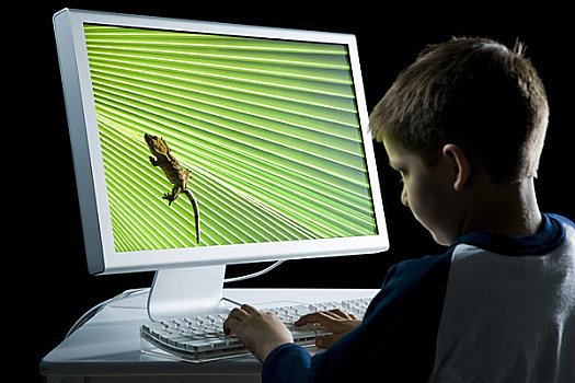 后视图,男孩,电脑,蜥蜴,显示器