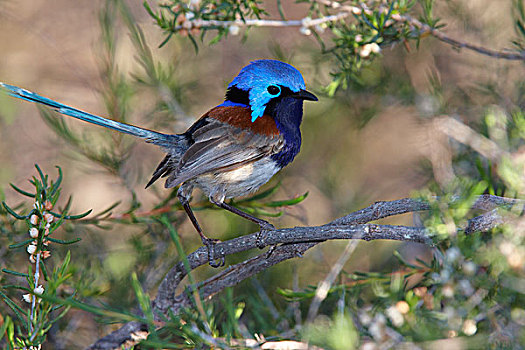 展示,深蓝,胸部,树林,西澳大利亚州,澳大利亚