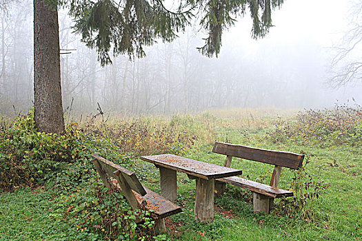 座椅,雾,秋天