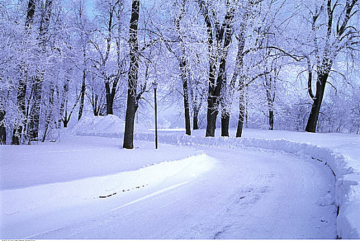 道路,树,冬天,渥太华,安大略省,加拿大