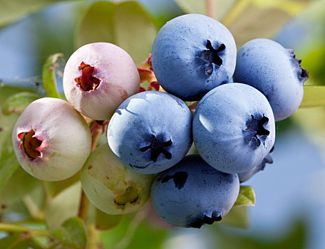 蓝莓,微距