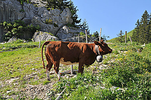 母牛,阿爾卑斯草甸