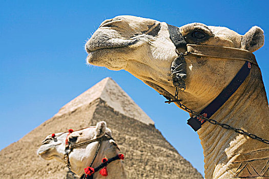 埃及,开罗,吉萨金字塔,特写,两个,骆驼,卡夫拉金字塔,背景