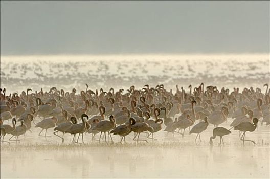 日出,纳库鲁湖,火烈鸟,肯尼亚,非洲
