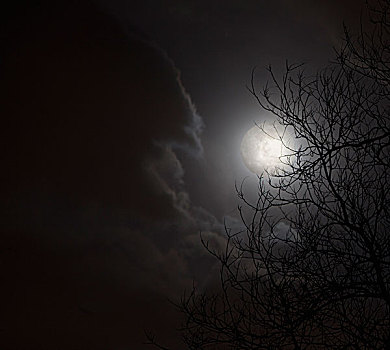 满月,夜空,云,剪影,树