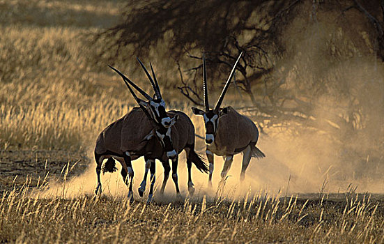 南非大羚羊,羚羊,卡拉哈迪大羚羊国家公园,卡拉哈里沙漠,南非