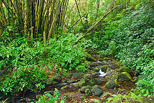 美国,夏威夷,河流,场地,热带,植被,夏威夷大岛