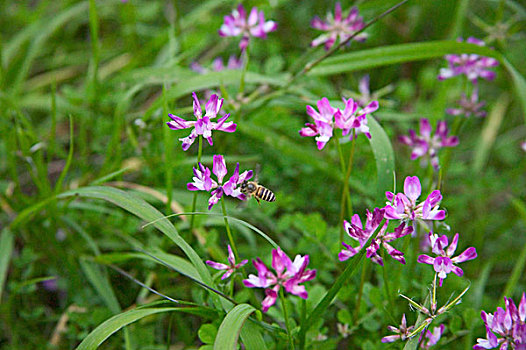 蜜蜂,紫花,龙胜,广西,中国