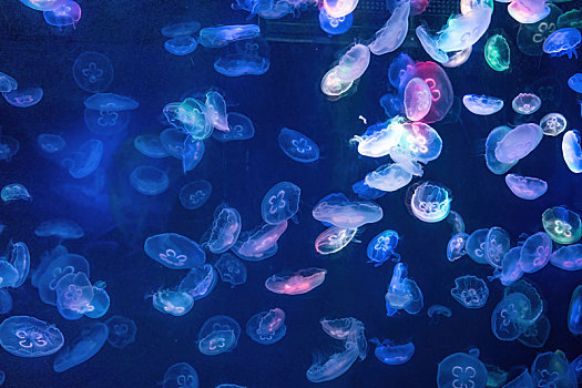 四川成都极地海洋公园水族箱里的海月水母