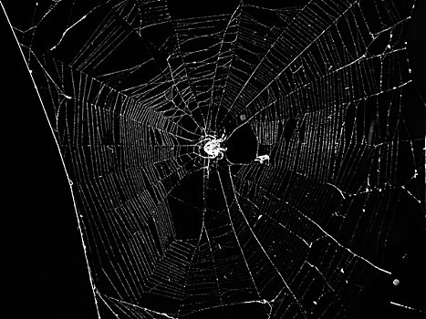 蜘蛛,蜘蛛网,黑色背景