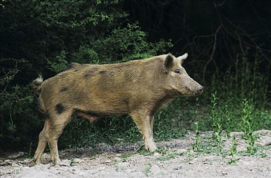野生,猪,公猪,瑞欧格兰山谷,南,德克萨斯,美国