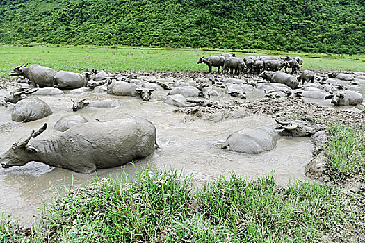 水牛