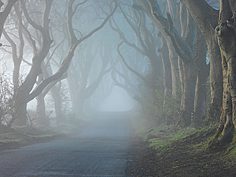 山毛榉,道路,雾,晨光,神秘,暗色,树篱,北爱尔兰,英国