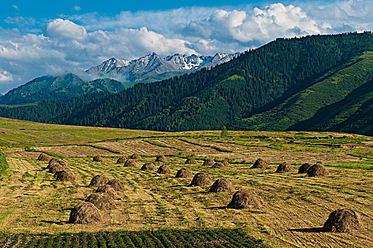 中亚,吉尔吉斯斯坦,省,远处,干草堆
