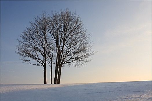 孤树,冬天