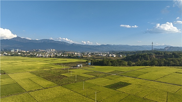 乡村丰收稻田稻穗摄影图