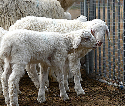 羊羔,健康,养殖