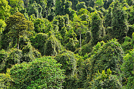 雨林,国家公园,新南威尔士,澳大利亚