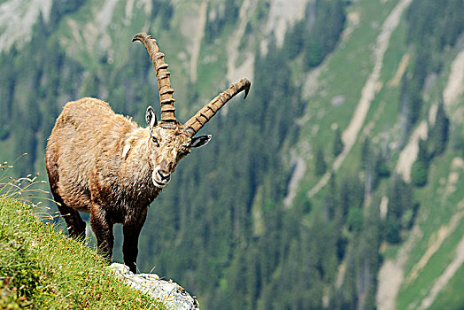 阿尔卑斯野山羊,羱羊,伯恩高地,伯恩,瑞士,欧洲