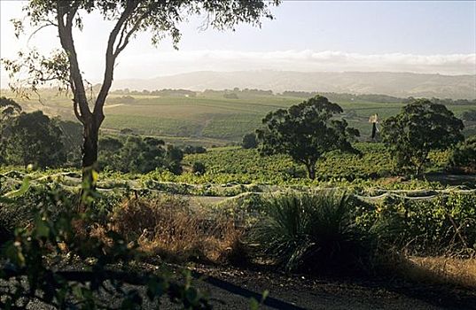 葡萄园,干燥,澳大利亚