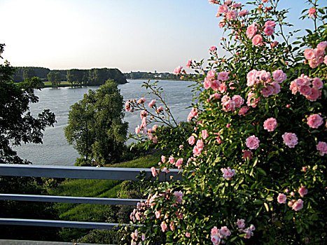 蔷薇,莱茵河,德国