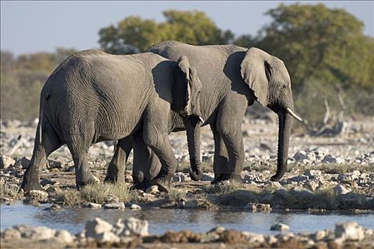非洲,灌木,大象,热带草原,非洲象,水坑,埃托沙国家公园,纳米比亚