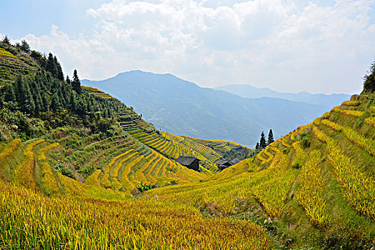 龙脊梯田