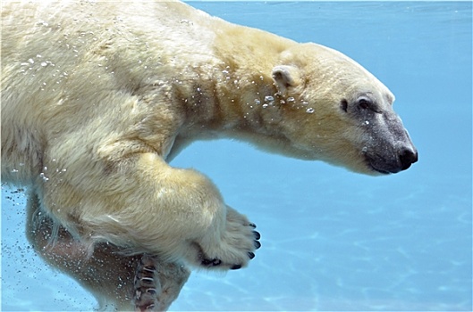 北极熊,游泳,水下