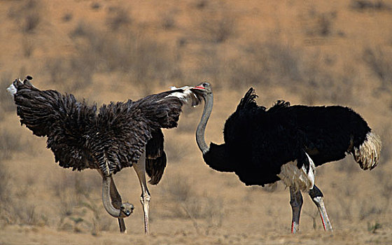 鸵鸟,鸵鸟属,示爱,卡拉哈迪大羚羊国家公园,卡拉哈里沙漠,北开普,南非,非洲
