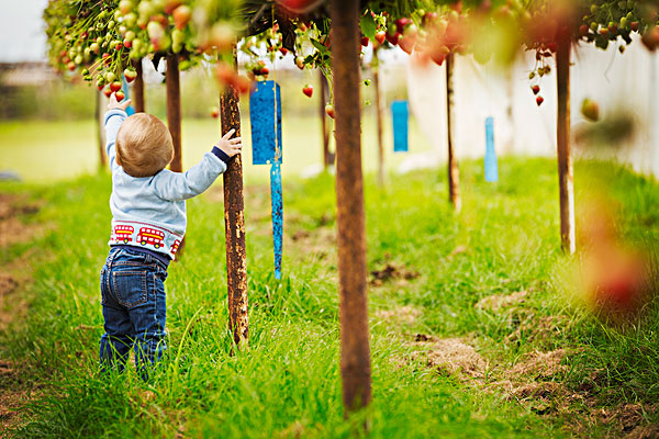 幼儿,男孩,爬行,草莓植物,挑选,水果,农场