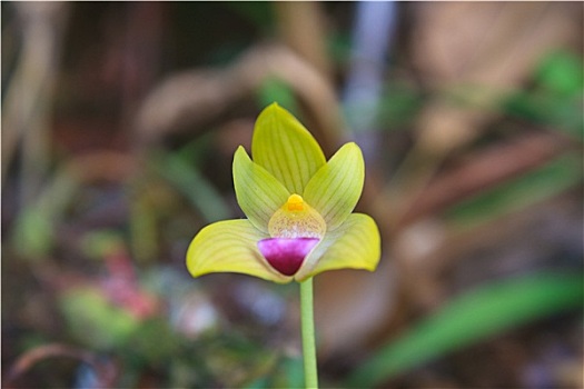 野生,兰花,树林,泰国