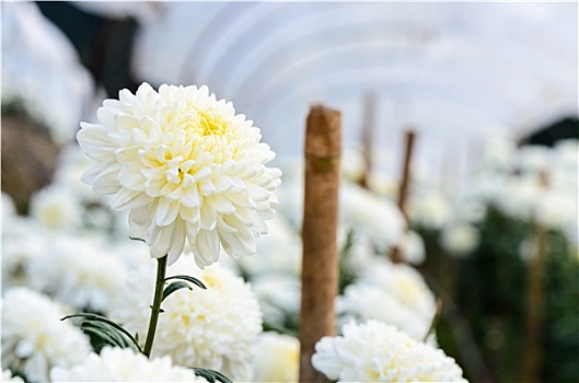 白色,菊花,花,花园
