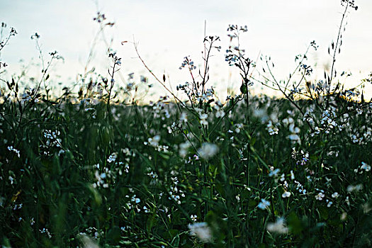 花,草地