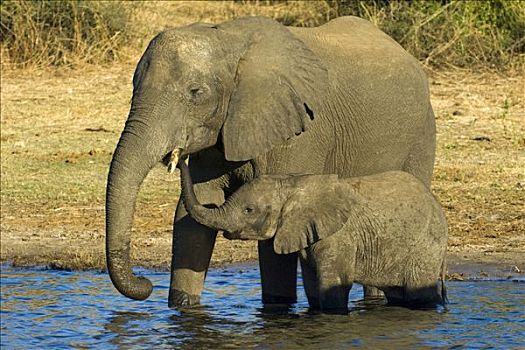 非洲,灌木,大象,非洲象,动物,喝,乔贝国家公园,博茨瓦纳