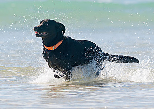黑色拉布拉多犬,跑,海洋,西班牙