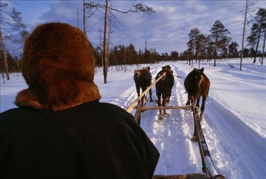 驯鹿,牧民,驾驶,雪撬,团队,针叶林带,树林,冬天