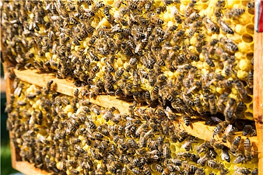 蜜蜂,蜂窝,蜂巢