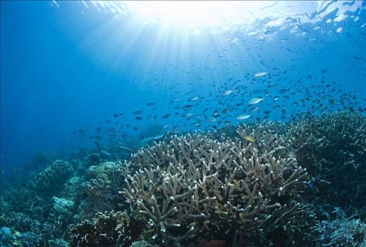 珊瑚礁,四王群岛,西巴布亚,印度尼西亚