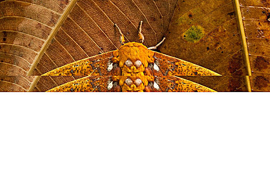 蛾子,蚕蛾,河,国家公园,亚马逊河,厄瓜多尔