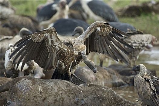 白背兀鹫,白背秃鹫,淹溺,蓝色,角马,马拉河,肯尼亚