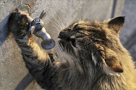 猫,饮用水,水龙头